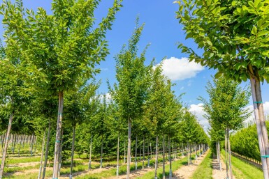 Gemeine Hainbuche Carpinus betulus 'Frans Fontaine' Hochstamm Stammumfang 10-12 T Carpinus betulus 'Frans Fontaine' Hochstamm 10/12
