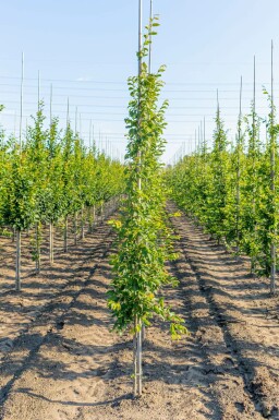 Gemeine Hainbuche Carpinus betulus 'Frans Fontaine' Stammbusch Carpinus betulus 'Frans Fontaine' Stammbusch