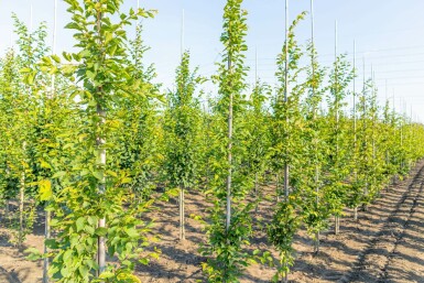 Gemeine Hainbuche Carpinus betulus 'Frans Fontaine' Stammbusch Carpinus betulus 'Frans Fontaine' Stammbusch