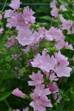 Moschus-Malve Malva moschata 'Rosea' 5-10 Topf 9x9 cm (P9)