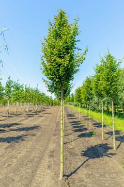 Gemeine Hainbuche Carpinus betulus 'Lucas' Carpinus betulus 'Lucas'