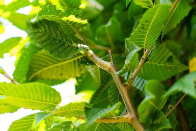 Gemeine Hainbuche Carpinus betulus 'Lucas' Carpinus betulus 'Lucas'