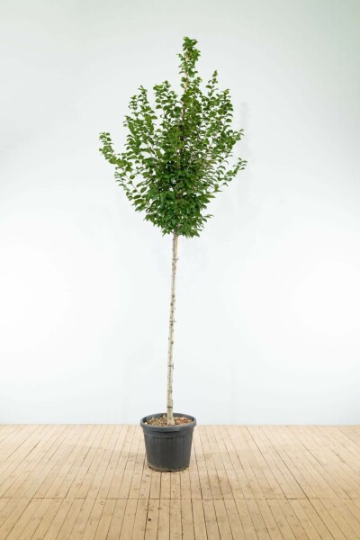Gemeine Hainbuche Carpinus betulus 'Lucas' Hochstamm Stammumfang 8-10 T Carpinus betulus 'Lucas' Hochstamm 8/10