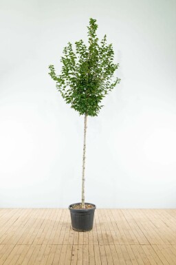 Gemeine Hainbuche Carpinus betulus 'Lucas' Hochstamm Carpinus betulus 'Lucas' Hochstamm