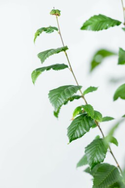 Gemeine Hainbuche Carpinus betulus 'Lucas' Hochstamm Stammumfang 8-10 T Carpinus betulus 'Lucas' Hochstamm 8/10