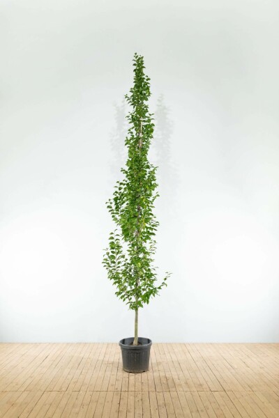 Gemeine Hainbuche Carpinus betulus 'Lucas' Stammbusch Stammumfang 4-6 T Carpinus betulus 'Lucas' Stammbusch 4-6