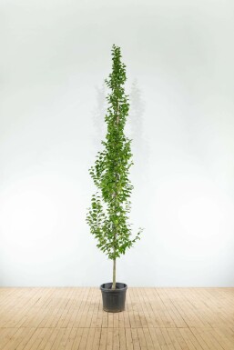 Gemeine Hainbuche Carpinus betulus 'Lucas' Stammbusch Carpinus betulus 'Lucas' Stammbusch