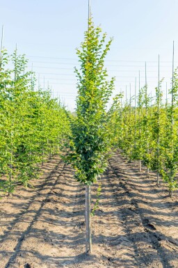 Gemeine Hainbuche Carpinus betulus 'Lucas' Stammbusch Carpinus betulus 'Lucas' Stammbusch