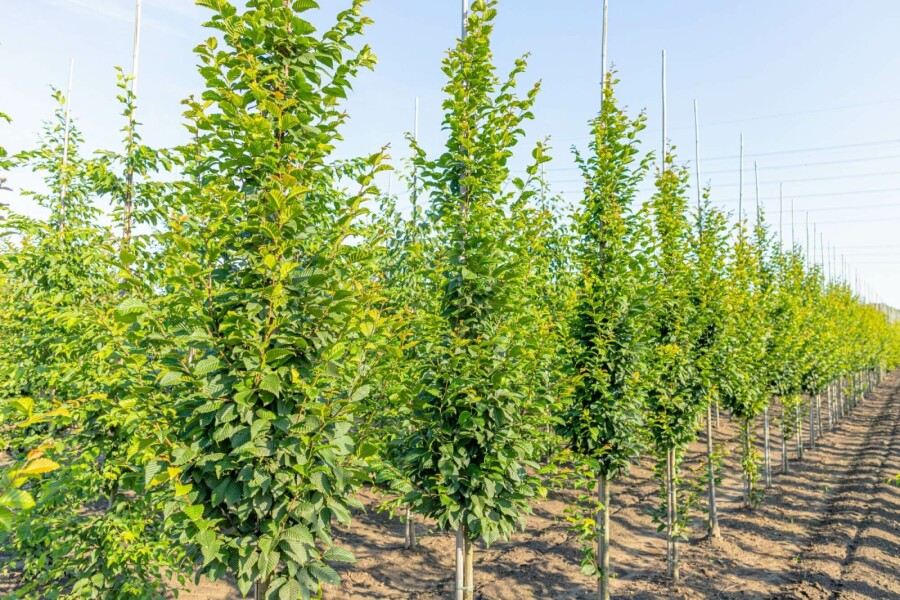 Gemeine Hainbuche Carpinus betulus 'Lucas' Stammbusch Stammumfang 4-6 T Carpinus betulus 'Lucas' Stammbusch 4-6