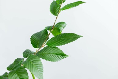 Gemeine Hainbuche Carpinus betulus 'Lucas' Stammbusch Stammumfang 4-6 T Carpinus betulus 'Lucas' Stammbusch 4-6