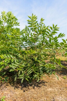 Pekannuss Carya illinoinensis Carya illinoinensis