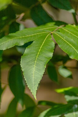Pekannuss Carya illinoinensis Carya illinoinensis