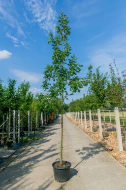Pekannuss Carya illinoinensis Hochstamm Carya illinoinensis Hochstamm