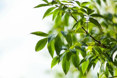 Pekannuss Carya illinoinensis Hochstamm Carya illinoinensis Hochstamm