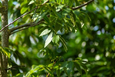 Pekannuss Carya illinoinensis Hochstamm Stammumfang 12-14 T Carya illinoinensis Hochstamm 12/14