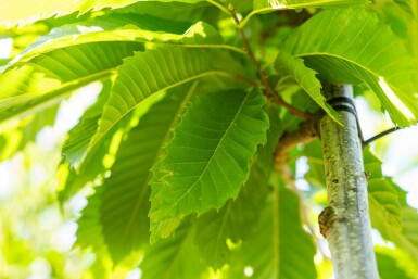 Eßkastanie Castanea sativa Castanea sativa