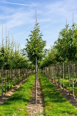 Eßkastanie Castanea sativa Hochstamm Castanea sativa Hochstamm