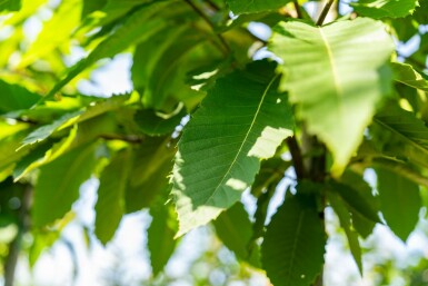 Eßkastanie Castanea sativa Hochstamm Castanea sativa Hochstamm