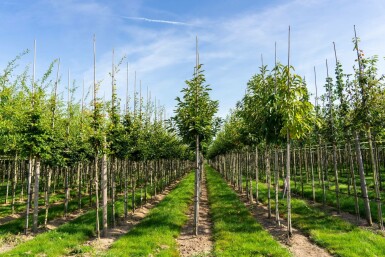 Eßkastanie Castanea sativa Hochstamm Stammumfang 4-6 T Castanea sativa Hochstamm 4/6