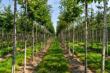 Eßkastanie Castanea sativa Hochstamm Stammumfang 4-6 T Castanea sativa Hochstamm 4/6