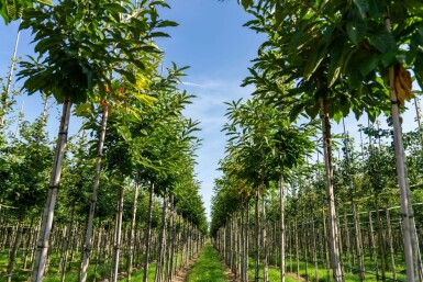 Eßkastanie Castanea sativa Hochstamm Stammumfang 4-6 T Castanea sativa Hochstamm 4/6