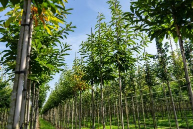 Eßkastanie Castanea sativa Hochstamm Stammumfang 4-6 T Castanea sativa Hochstamm 4/6