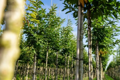 Eßkastanie Castanea sativa Hochstamm Stammumfang 4-6 T Castanea sativa Hochstamm 4/6