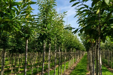 Eßkastanie Castanea sativa Hochstamm Stammumfang 4-6 T Castanea sativa Hochstamm 4/6