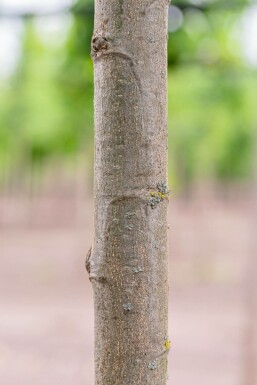 Eßkastanie Castanea sativa Hochstamm Stammumfang 4-6 T Castanea sativa Hochstamm 4/6