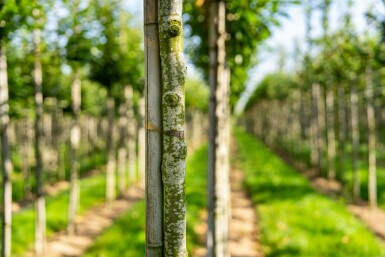 Eßkastanie Castanea sativa Hochstamm Stammumfang 4-6 T Castanea sativa Hochstamm 4/6