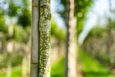 Eßkastanie Castanea sativa Hochstamm Stammumfang 4-6 T Castanea sativa Hochstamm 4/6