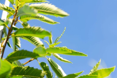 Eßkastanie Castanea sativa Hochstamm Stammumfang 4-6 T Castanea sativa Hochstamm 4/6