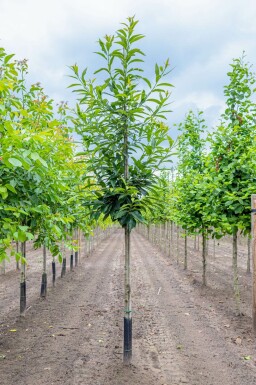 Eßkastanie Castanea sativa Hochstamm Stammumfang 4-6 T Castanea sativa Hochstamm 4/6
