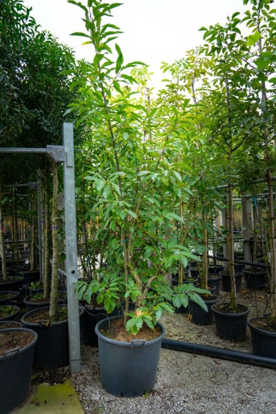 Eßkastanie Castanea sativa Mehrstämmig 200-250 T Castanea sativa Mehrstämmig 200-250