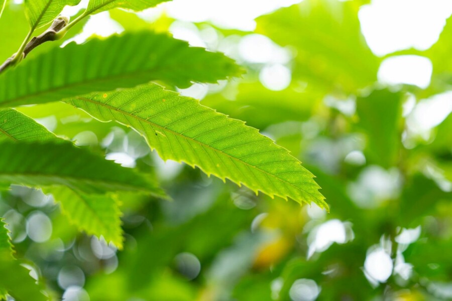 Eßkastanie Castanea sativa Mehrstämmig 200-250 T Castanea sativa Mehrstämmig 200-250