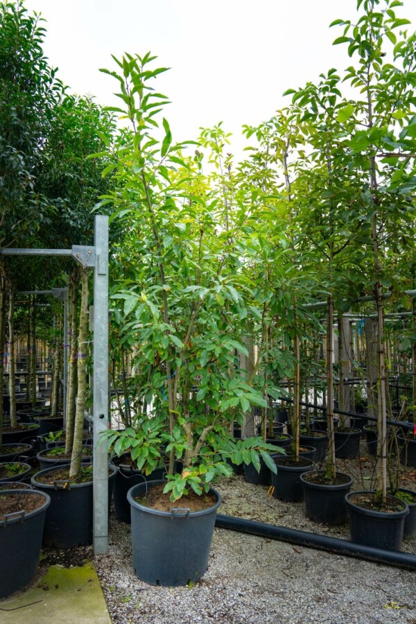 Eßkastanie Castanea sativa Mehrstämmig 200-250 T Castanea sativa Mehrstämmig 200-250