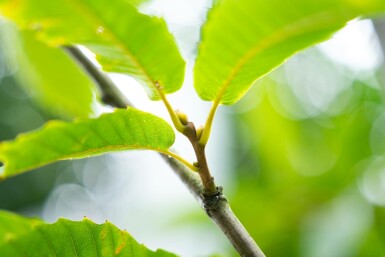 Eßkastanie Castanea sativa Mehrstämmig 200-250 T Castanea sativa Mehrstämmig 200-250