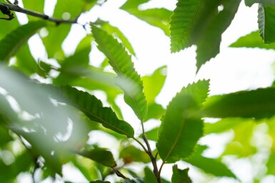 Eßkastanie Castanea sativa Mehrstämmig 200-250 T Castanea sativa Mehrstämmig 200-250