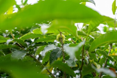 Eßkastanie Castanea sativa Mehrstämmig 200-250 T Castanea sativa Mehrstämmig 200-250