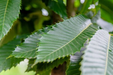 Eßkastanie Castanea sativa Mehrstämmig 200-250 T Castanea sativa Mehrstämmig 200-250