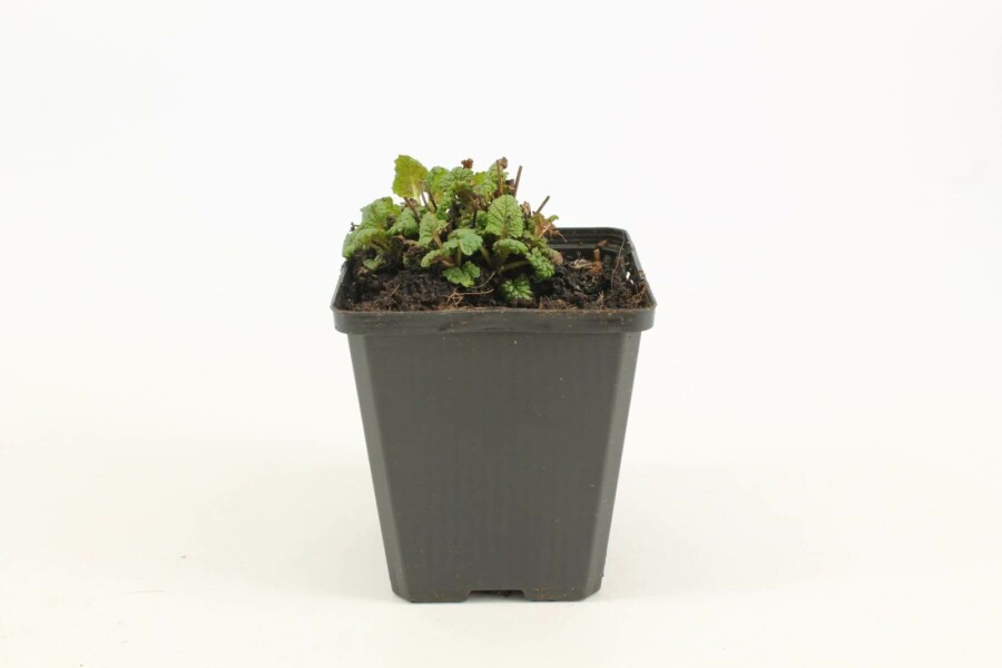 Zitronen-Melisse Melissa officinalis 5-10 Topf 9x9 cm (P9) Melissa officinalis