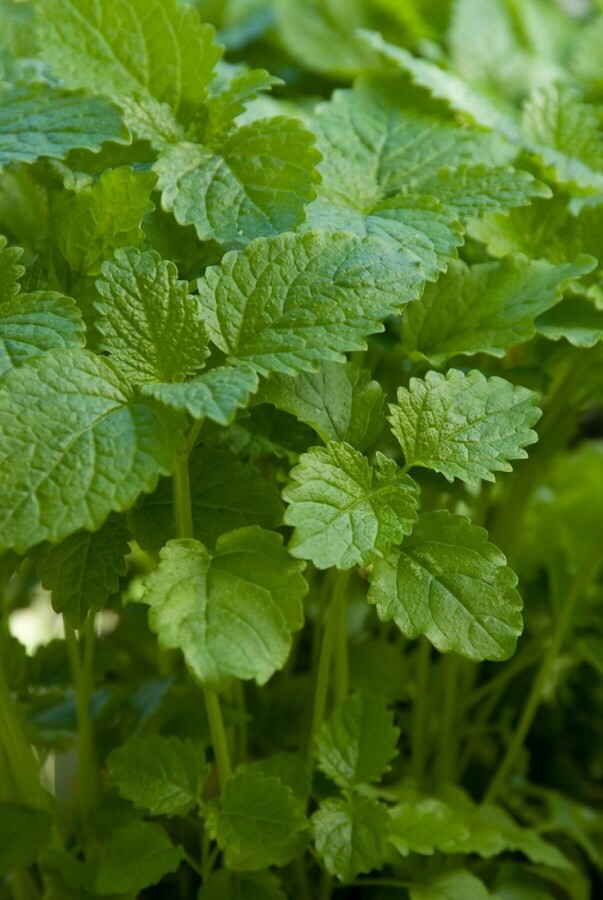 Zitronen-Melisse Melissa officinalis 5-10 Topf 9x9 cm (P9) Melissa officinalis