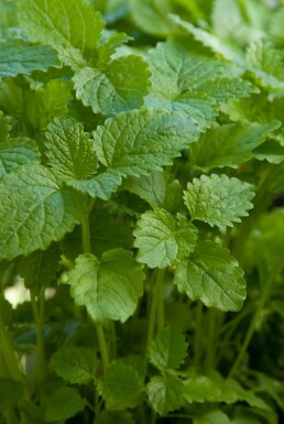 Zitronen-Melisse Melissa officinalis 5-10 Topf 9x9 cm (P9) Melissa officinalis
