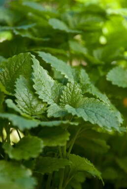 Zitronen-Melisse Melissa officinalis 5-10 Topf 9x9 cm (P9) Melissa officinalis