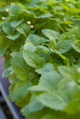 Zitronen-Melisse Melissa officinalis 5-10 Topf 9x9 cm (P9) Melissa officinalis