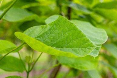 Trompetenbaum Catalpa bignonioides Catalpa bignonioides