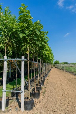 Trompetenbaum Catalpa bignonioides Hochstamm Catalpa bignonioides Hochstamm