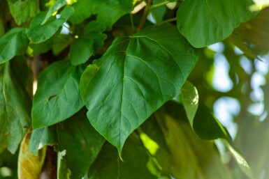 Trompetenbaum Catalpa bignonioides Hochstamm Catalpa bignonioides Hochstamm