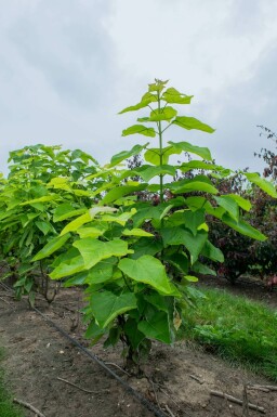 Trompetenbaum Catalpa bignonioides Mehrstämmig Catalpa bignonioides Mehrstämmig