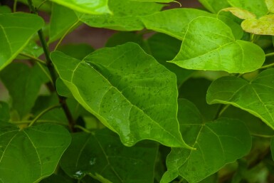 Trompetenbaum Catalpa bignonioides Mehrstämmig Catalpa bignonioides Mehrstämmig